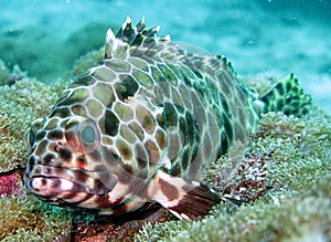 Sea Life in the Coral Reef photo