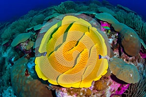 Sea life exotic tropical coral reef copperband butterfly fish. Neural network AI generated