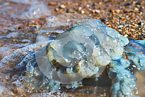 Sea life. Jellyfish