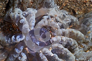 Sea life. Jellyfish