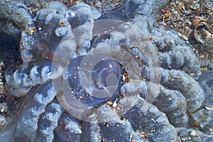Sea life. Jellyfish