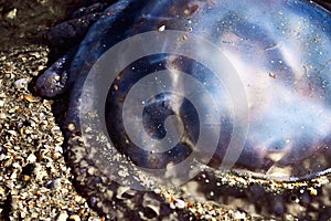 Sea life. Jellyfish
