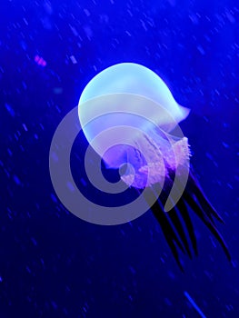 The Sea Life London Aquarium: Jellyfish