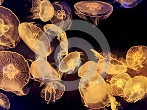 The Sea Life London Aquarium: Jellyfish