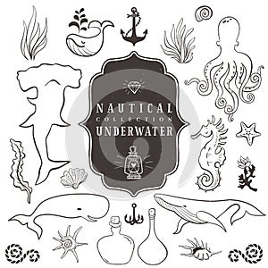 Sea life, marine animals. Vintage hand drawn elements