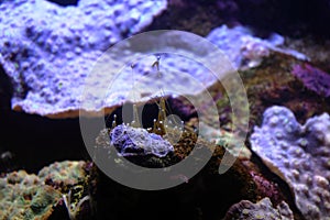 Sea life in Sydney Australia. Fish swimming in aquarium. Travelling during corona pandemic