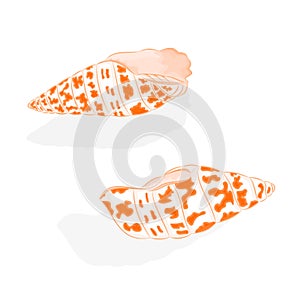 Sea Life two shells Vector Illustration