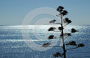 Sea of light with plant