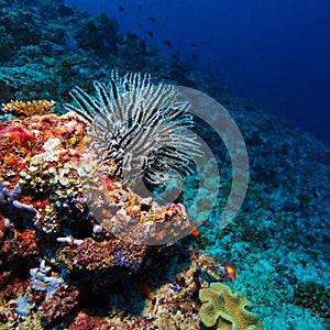 Il mare giglio sul tropicale corallo Scogliera 