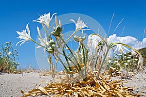 Sea lily ,Pancratium maritimum,