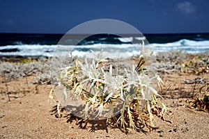 Sea lily - white flower on the sea coast on the island of Crete photo