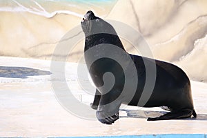 Sea lion