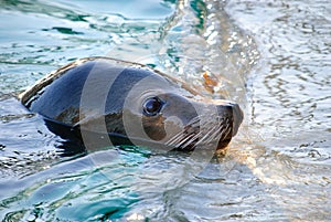 Sea Lion