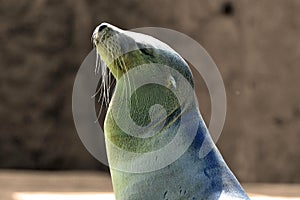 Sea lion