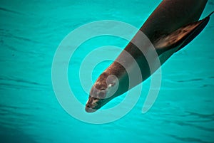 Sea Lion