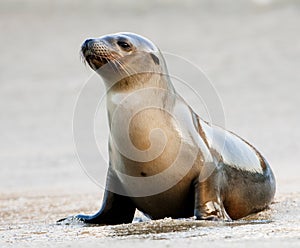 Sea Lion
