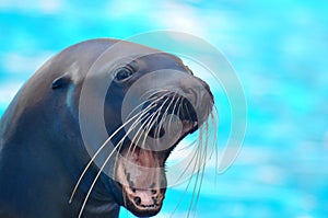 Sea lion