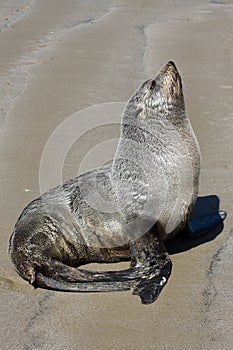 Sea lion