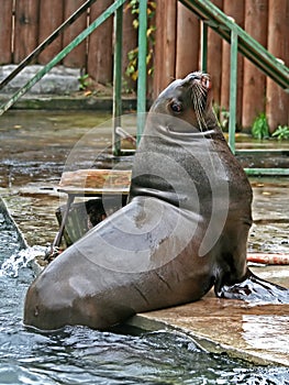 The sea lion.