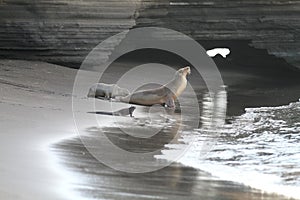 Sea lion