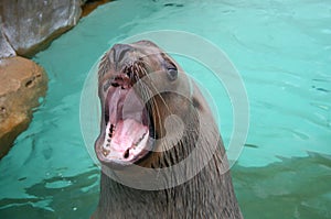 Sea Lion