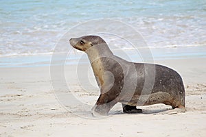 Sea lion