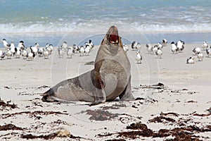 Sea lion