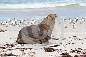 Sea lion