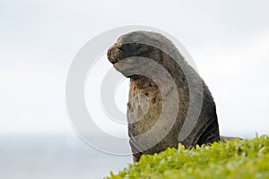 Sea Lion