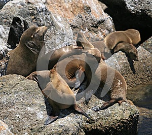 Sea Lion