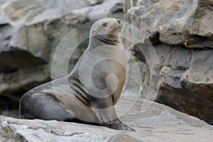 Sea Lion