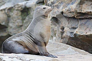 Sea Lion