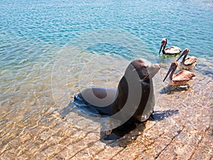 Sea Lion and 3 Pelicans on the marina boat launch in Cabo San Lucas Mexico