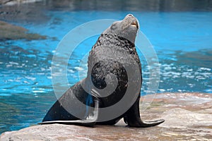 A sea lion