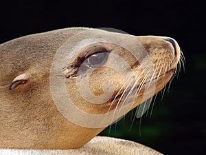 Sea Lion