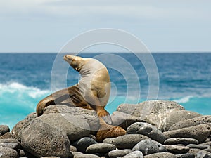 Sea lion