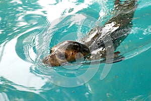 Sea lion