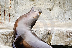 Sea lion