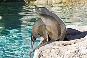 Sea Lion