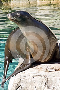 Sea Lion
