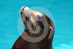 Sea Lion