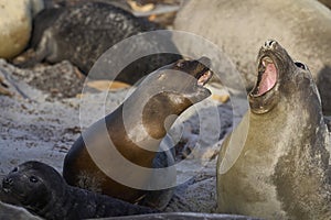 Sea Lion abducting a Southern Elephant Seal pup in the Falkland Islands