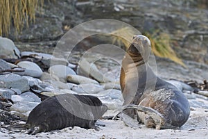 Sea Lion abducting a Southern Elephant Seal pup in the Falkland Islands