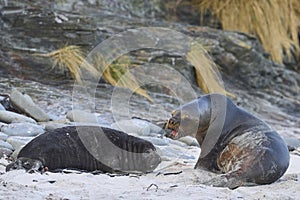 Sea Lion abducting a Southern Elephant Seal pup in the Falkland Islands