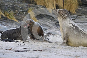 Sea Lion abducting a Southern Elephant Seal pup in the Falkland Islands