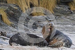 Sea Lion abducting a Southern Elephant Seal pup in the Falkland Islands