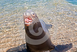Sea Lion aggressively opening mouth in Cabo San Lucas Mexico