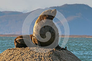 Sea lion in Avacha bay