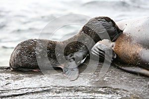 Sea Lion baby