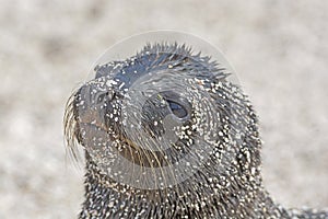 Sea Lion Baby on the Beach